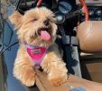 American River Choke Free Dog Harness Ombre Collection