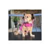 Reversible Fleece Lined Puffer Dog Coat